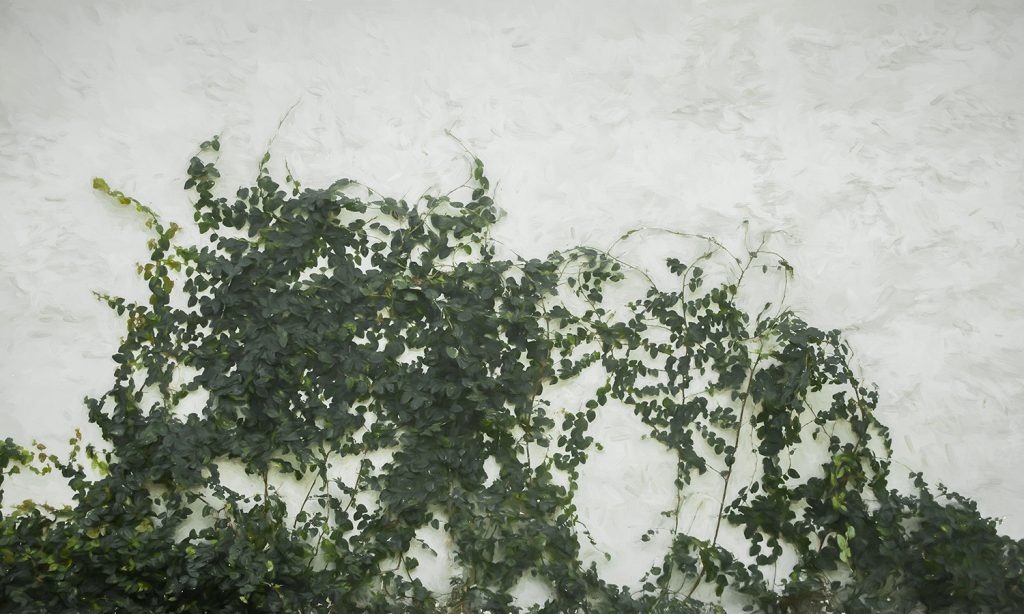 Plants with Concrete – Adecohome